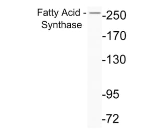 Western Blot - Anti-Fatty Acid Synthase Antibody (R12-2140) - Antibodies.com