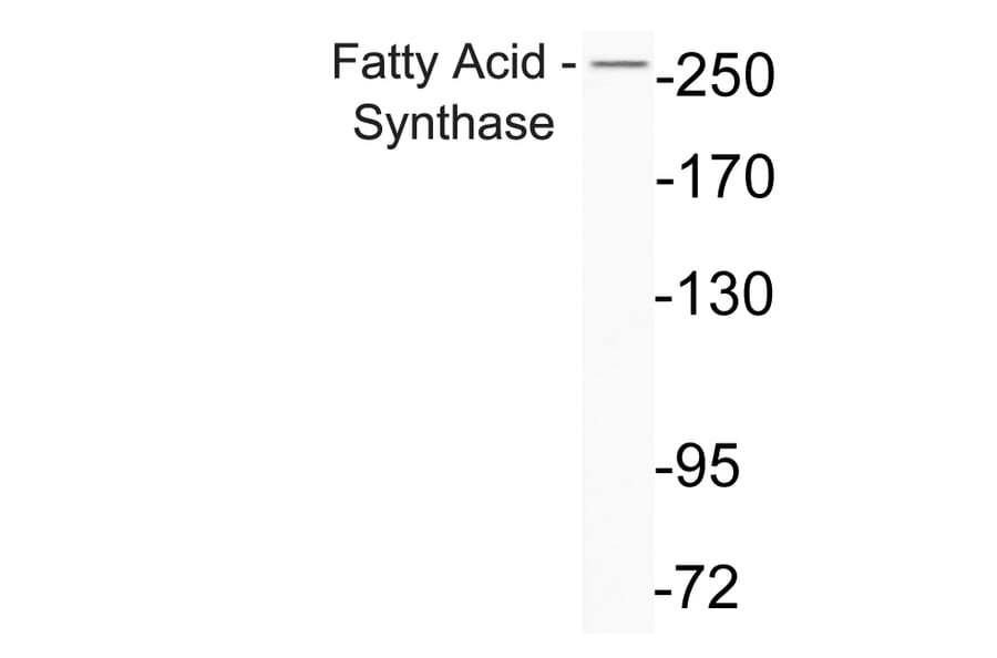 Western Blot - Anti-Fatty Acid Synthase Antibody (R12-2140) - Antibodies.com