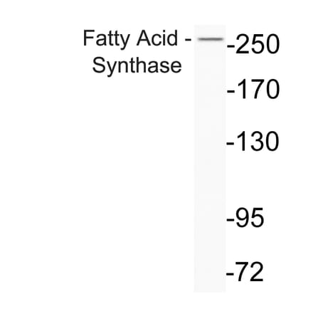 Western Blot - Anti-Fatty Acid Synthase Antibody (R12-2140) - Antibodies.com