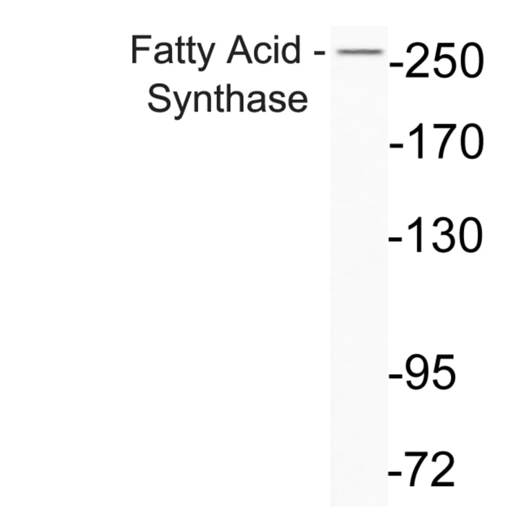 Western Blot - Anti-Fatty Acid Synthase Antibody (R12-2140) - Antibodies.com