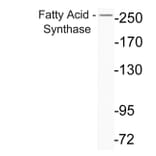 Western Blot - Anti-Fatty Acid Synthase Antibody (R12-2140) - Antibodies.com