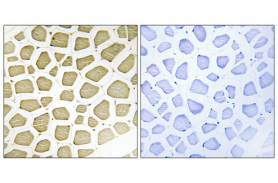 Immunohistochemistry - Anti-Cytochrome P450 7B1 Antibody (C12294) - Antibodies.com