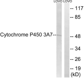 Western Blot - Anti-Cytochrome P450 3A7 Antibody (C21003) - Antibodies.com