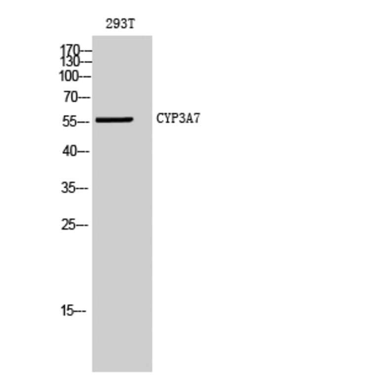 Western Blot - Anti-Cytochrome P450 3A7 Antibody (C21003) - Antibodies.com
