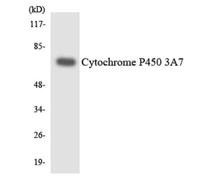 Western Blot - Anti-Cytochrome P450 3A7 Antibody (R12-2682) - Antibodies.com