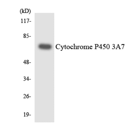 Western Blot - Anti-Cytochrome P450 3A7 Antibody (R12-2682) - Antibodies.com