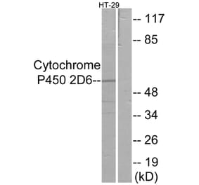 Western Blot - Anti-Cytochrome P450 2D6 Antibody (C12266) - Antibodies.com