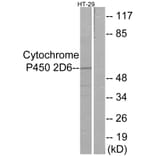 Western Blot - Anti-Cytochrome P450 2D6 Antibody (C12266) - Antibodies.com