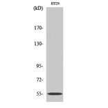 Western Blot - Anti-Cytochrome P450 2D6 Antibody (C12266) - Antibodies.com