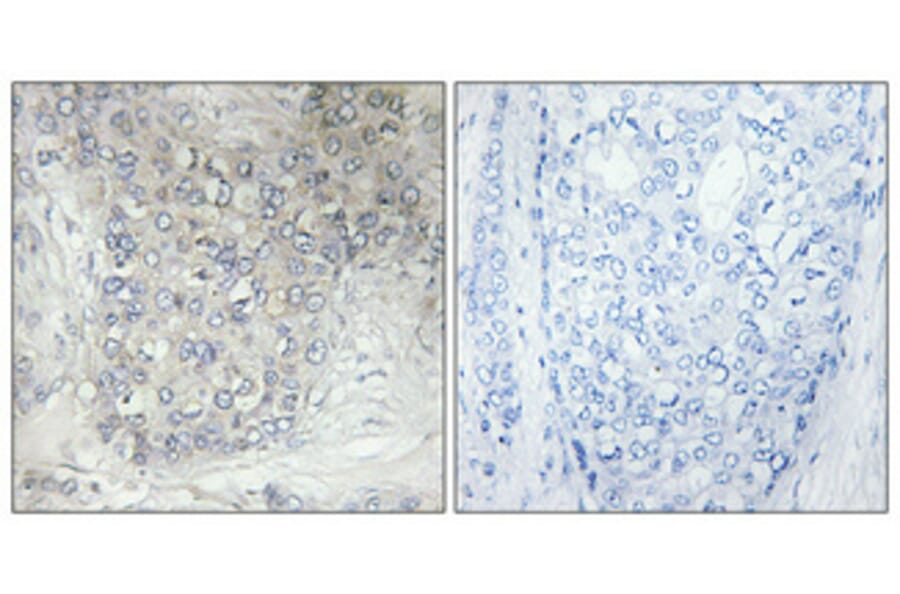 Immunohistochemistry - Anti-Cytochrome P450 2D6 Antibody (C12266) - Antibodies.com