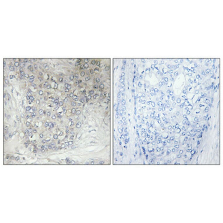 Immunohistochemistry - Anti-Cytochrome P450 2D6 Antibody (C12266) - Antibodies.com