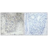 Immunohistochemistry - Anti-Cytochrome P450 2D6 Antibody (C12266) - Antibodies.com