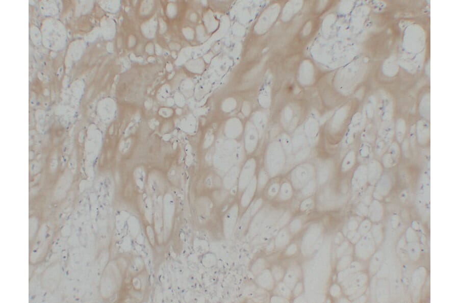 Immunohistochemistry - Anti-Collagen Type II Antibody (V0063) - Antibodies.com