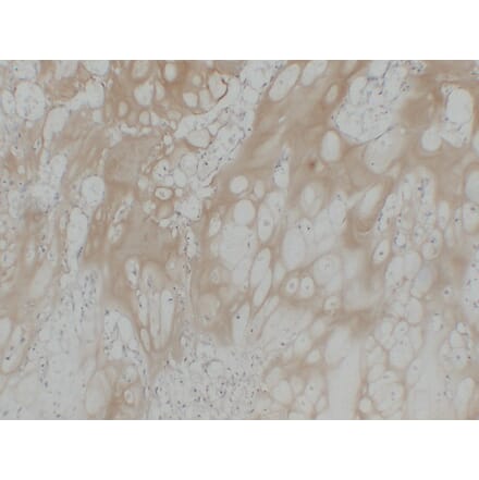 Immunohistochemistry - Anti-Collagen Type II Antibody (V0063) - Antibodies.com