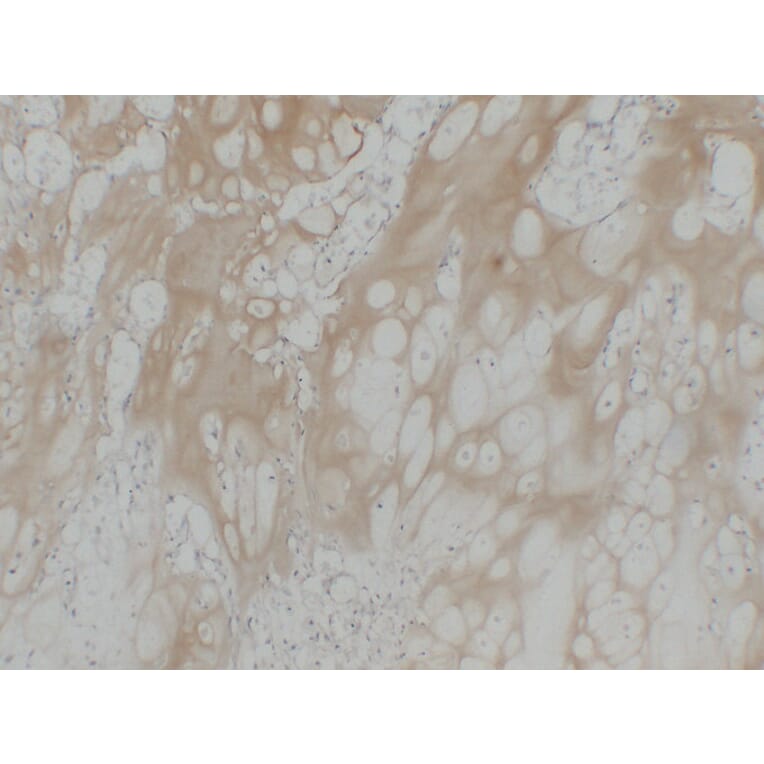 Immunohistochemistry - Anti-Collagen Type II Antibody (V0063) - Antibodies.com