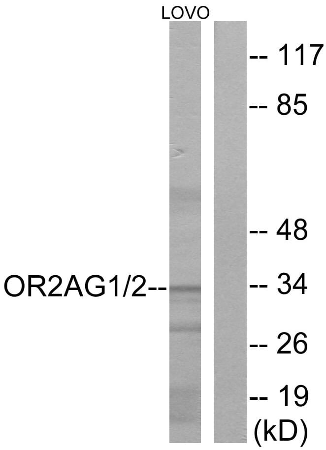 Western blot analysis of lysates from LOVO cells using Anti-OR2AG1 + OR2AG2 Antibody. The right hand lane represents a negative control, where the antibody is blocked by the immunising peptide.