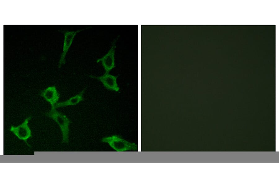 Immunofluorescence - Anti-OR2AG1 + OR2AG2 Antibody (G432) - Antibodies.com
