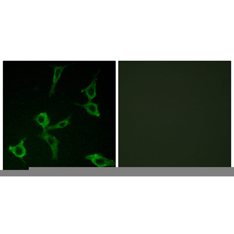 Immunofluorescence - Anti-OR2AG1 + OR2AG2 Antibody (G432) - Antibodies.com