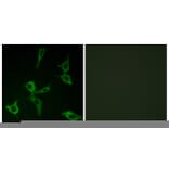 Immunofluorescence - Anti-OR2AG1 + OR2AG2 Antibody (G432) - Antibodies.com