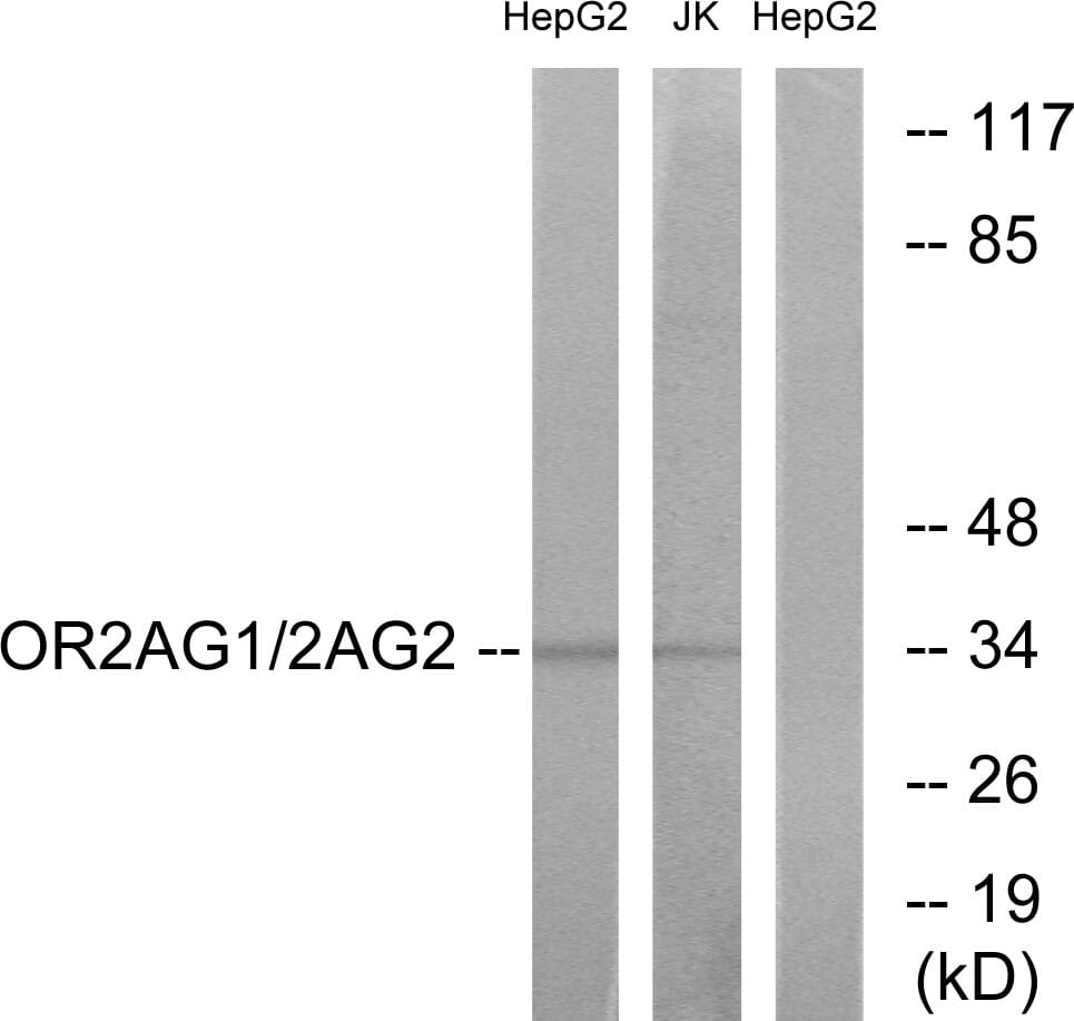 Western blot analysis of lysates from HepG2 and Jurkat cells using Anti-OR2AG1 + OR2AG2 Antibody. The right hand lane represents a negative control, where the antibody is blocked by the immunising peptide.