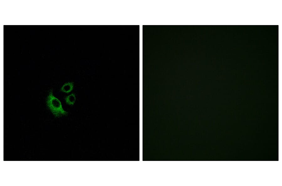 Immunofluorescence - Anti-OR2AG1 + OR2AG2 Antibody (G538) - Antibodies.com