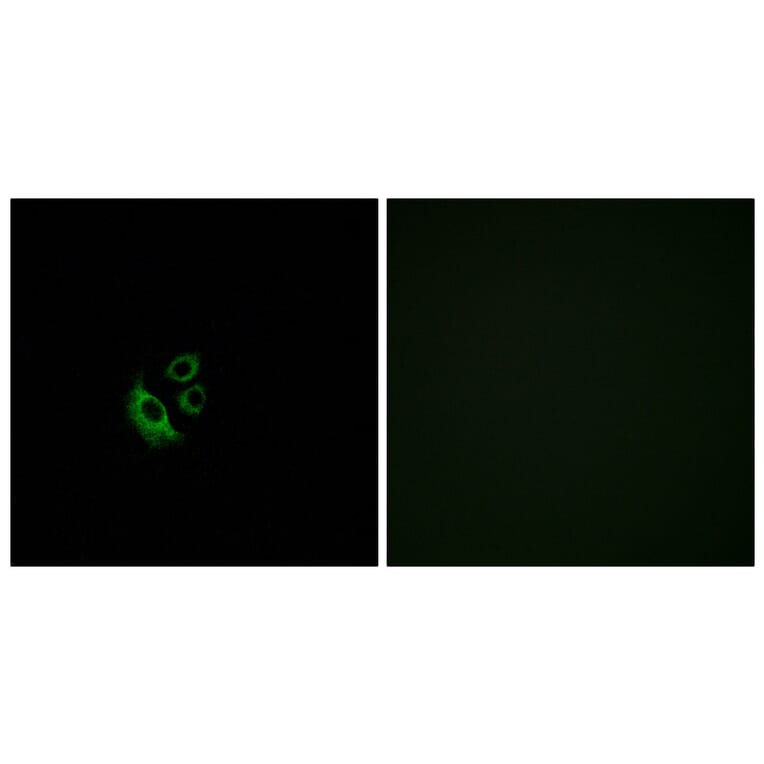 Immunofluorescence - Anti-OR2AG1 + OR2AG2 Antibody (G538) - Antibodies.com