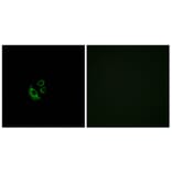 Immunofluorescence - Anti-OR2AG1 + OR2AG2 Antibody (G538) - Antibodies.com
