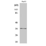 Western Blot - Anti-OR2AG1 + OR2AG2 Antibody (G538) - Antibodies.com