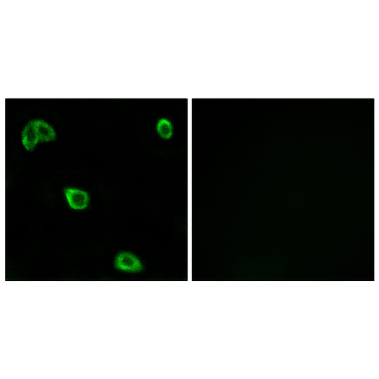 Immunofluorescence - Anti-OR10K1 + OR10K2 Antibody (G880) - Antibodies.com