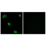 Immunofluorescence - Anti-OR10K1 + OR10K2 Antibody (G880) - Antibodies.com