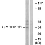 Western Blot - Anti-OR10K1 + OR10K2 Antibody (G880) - Antibodies.com