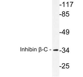 Western Blot - Anti-Inhibin beta-C Antibody (R12-2217) - Antibodies.com