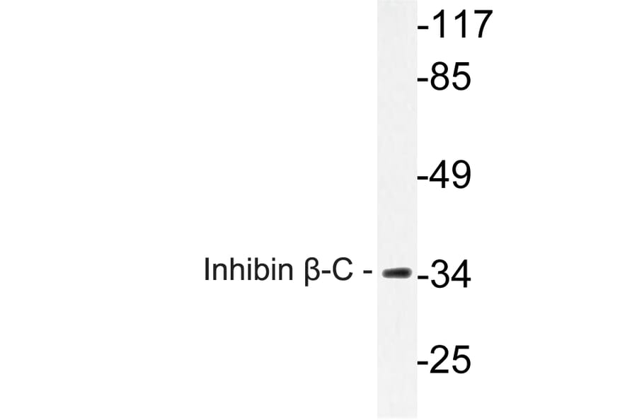 Western Blot - Anti-Inhibin beta-C Antibody (R12-2217) - Antibodies.com