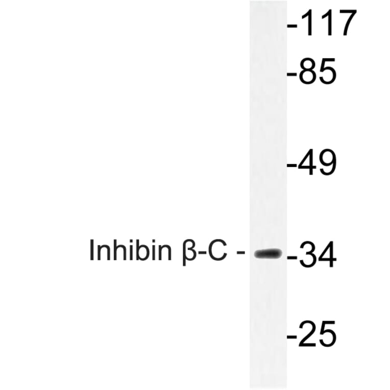 Western Blot - Anti-Inhibin beta-C Antibody (R12-2217) - Antibodies.com