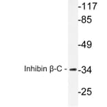 Western Blot - Anti-Inhibin beta-C Antibody (R12-2217) - Antibodies.com