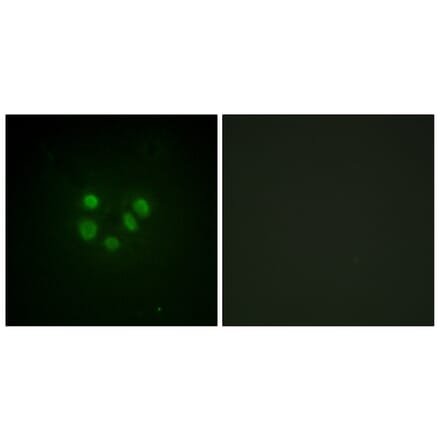 Immunofluorescence - Anti-Bloom Syndrome Antibody (B0778) - Antibodies.com