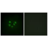 Immunofluorescence - Anti-Bloom Syndrome Antibody (B0778) - Antibodies.com