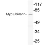 Western Blot - Anti-Myotubularin Antibody (R12-2247) - Antibodies.com