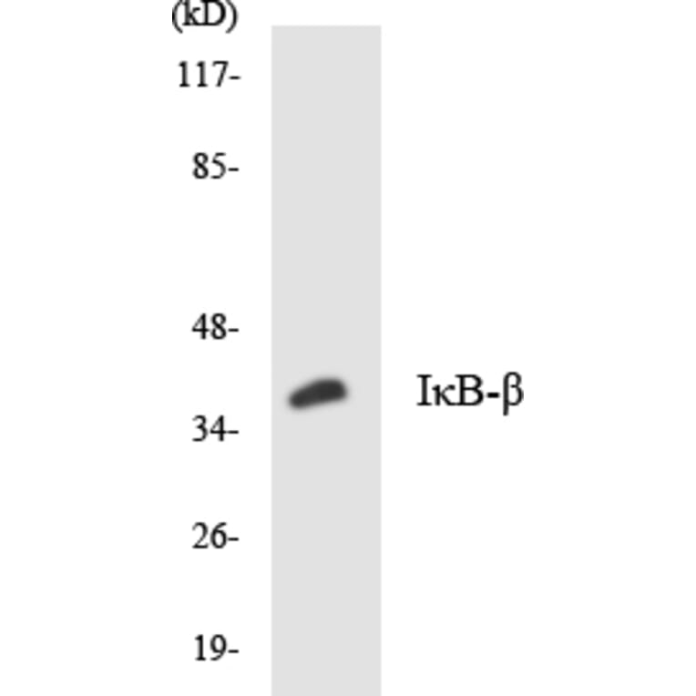 Western Blot - Anti-IkappaB-beta Antibody (R12-2939) - Antibodies.com