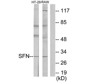 Western Blot - Anti-14-3-3 sigma Antibody (C12005) - Antibodies.com
