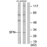 Western Blot - Anti-14-3-3 sigma Antibody (C12005) - Antibodies.com