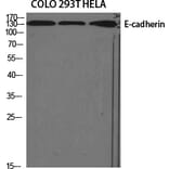 Western Blot - Anti-E-cadherin Antibody (C0147) - Antibodies.com