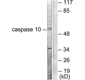 Western Blot - Anti-Caspase 10 Antibody (C0135) - Antibodies.com