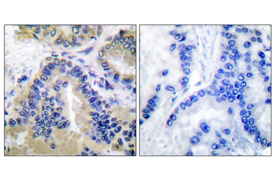 Immunohistochemistry - Anti-Caspase 10 Antibody (C0135) - Antibodies.com