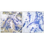 Immunohistochemistry - Anti-Caspase 10 Antibody (C0135) - Antibodies.com
