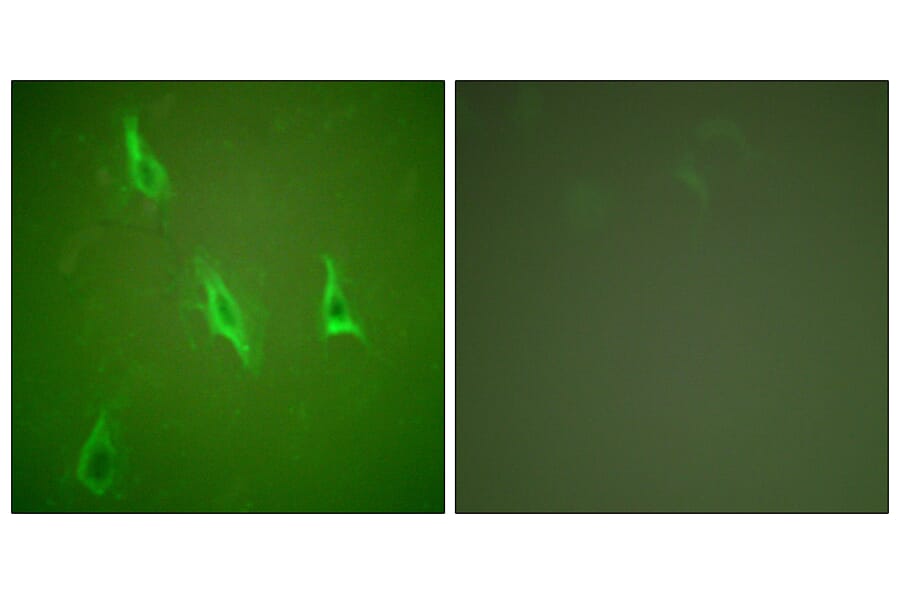 Immunofluorescence - Anti-Caspase 10 Antibody (C0135) - Antibodies.com