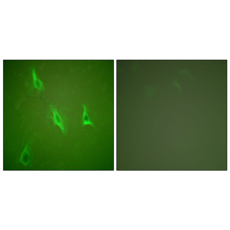 Immunofluorescence - Anti-Caspase 10 Antibody (C0135) - Antibodies.com