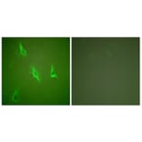 Immunofluorescence - Anti-Caspase 10 Antibody (C0135) - Antibodies.com