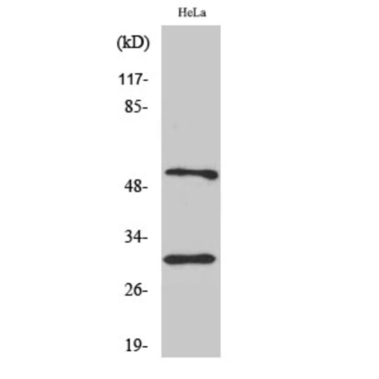 Western Blot - Anti-Caspase 10 Antibody (C0135) - Antibodies.com