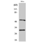 Western Blot - Anti-Caspase 10 Antibody (C0135) - Antibodies.com